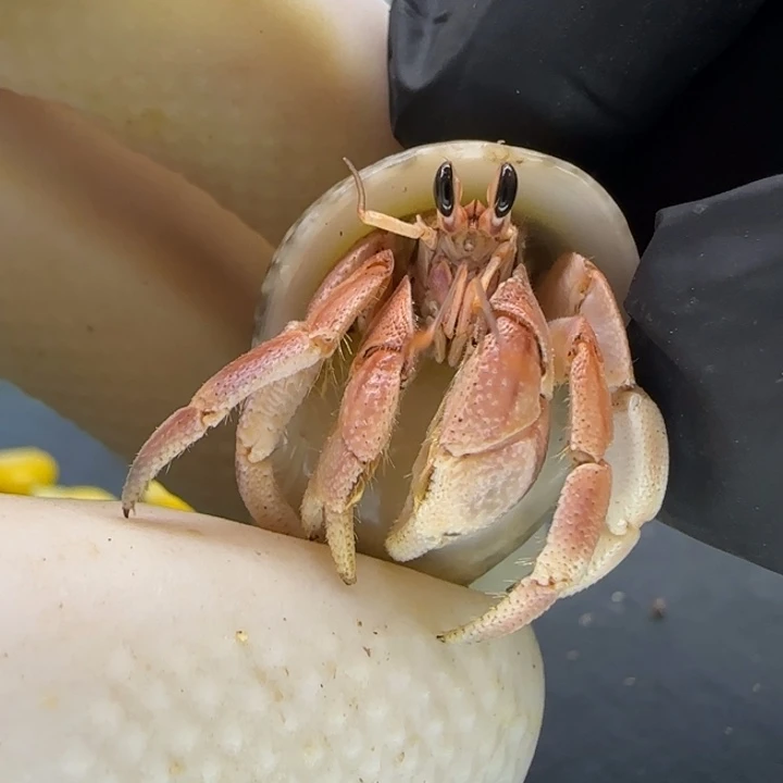 A35粉色 灰白1.5cm口径