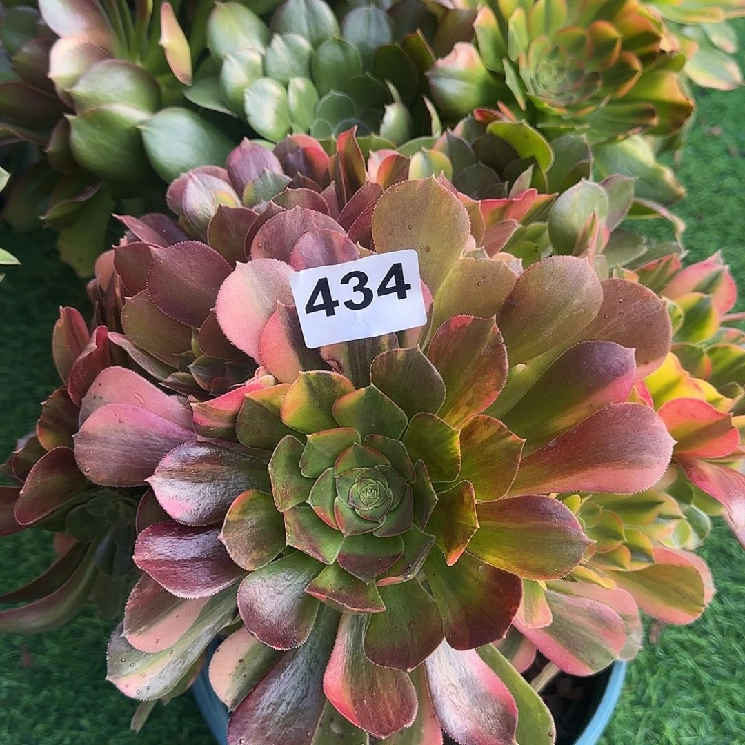 多肉植物七彩434