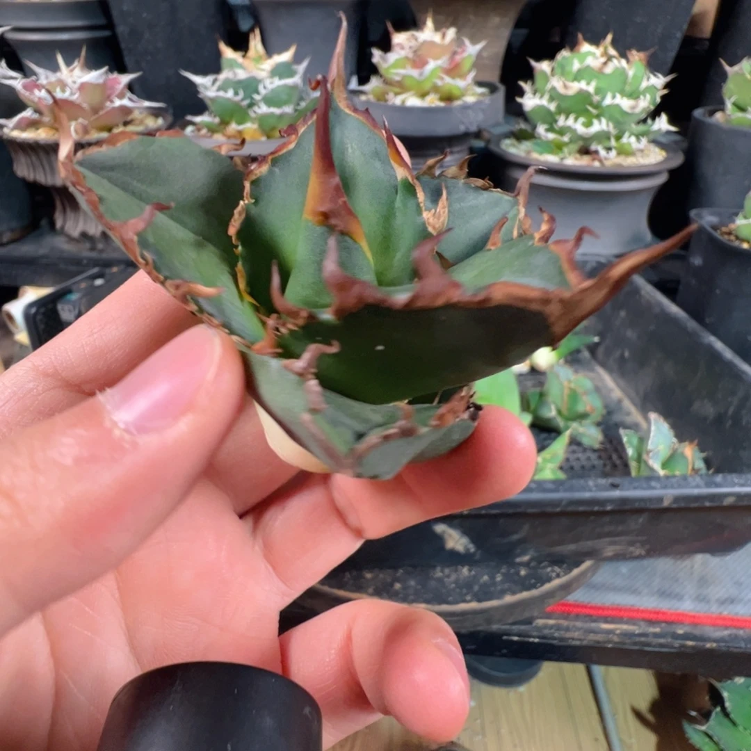 杨***」大大大大大大七号芽子