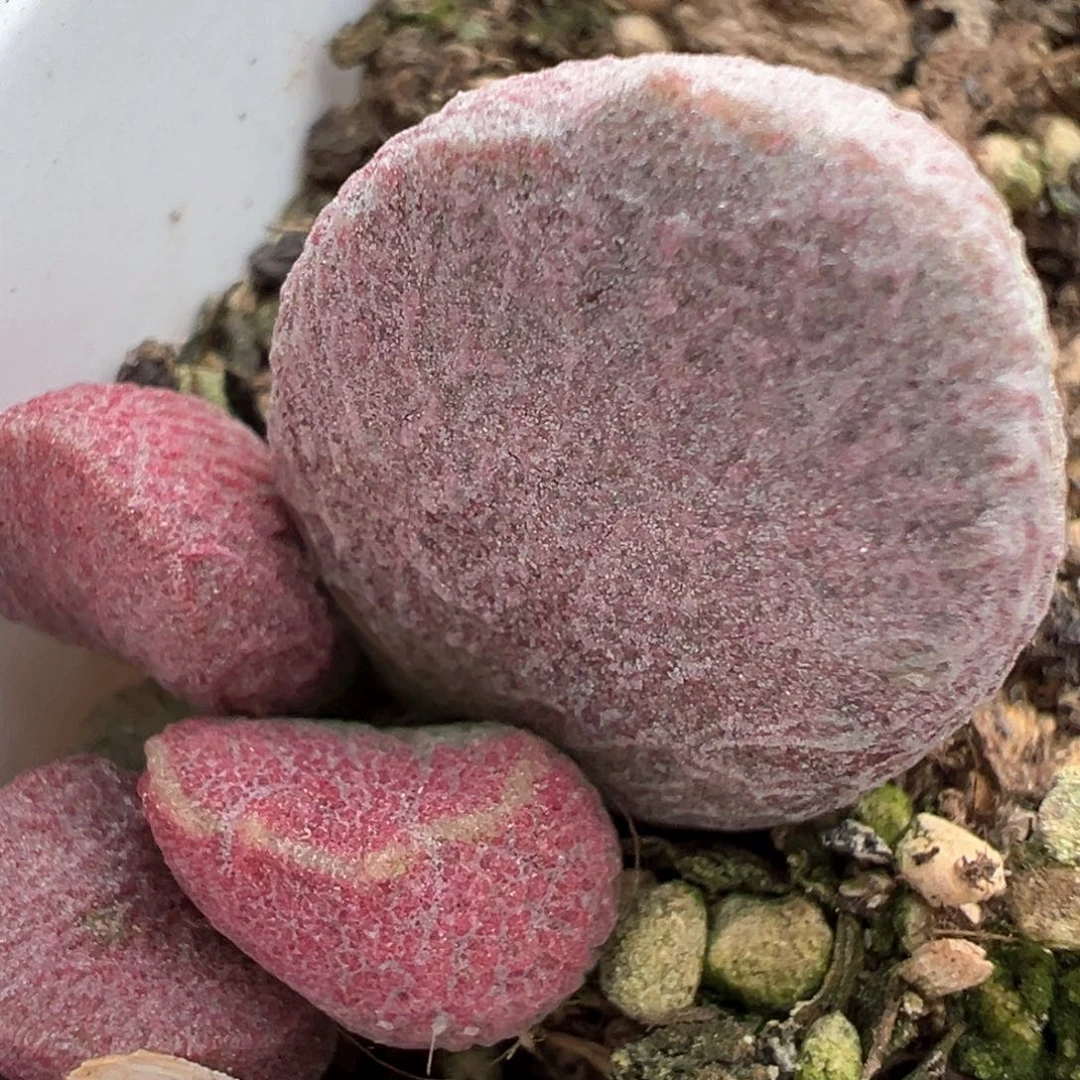 红烧肉多肉植物水泡母叶有干皮特价