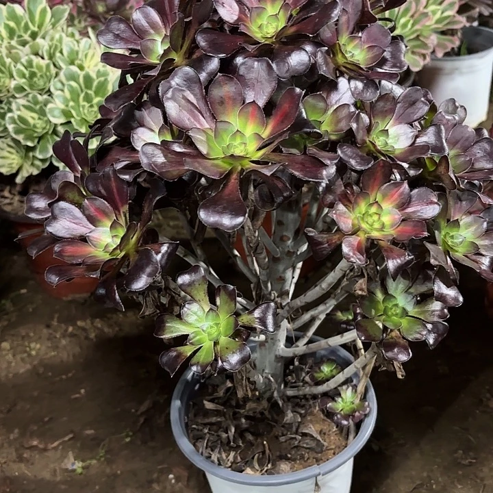 多肉植物法师晚夏21