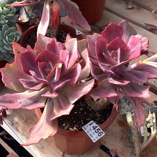 钻石锦456 亏本处理退款拉黑7-8天发货