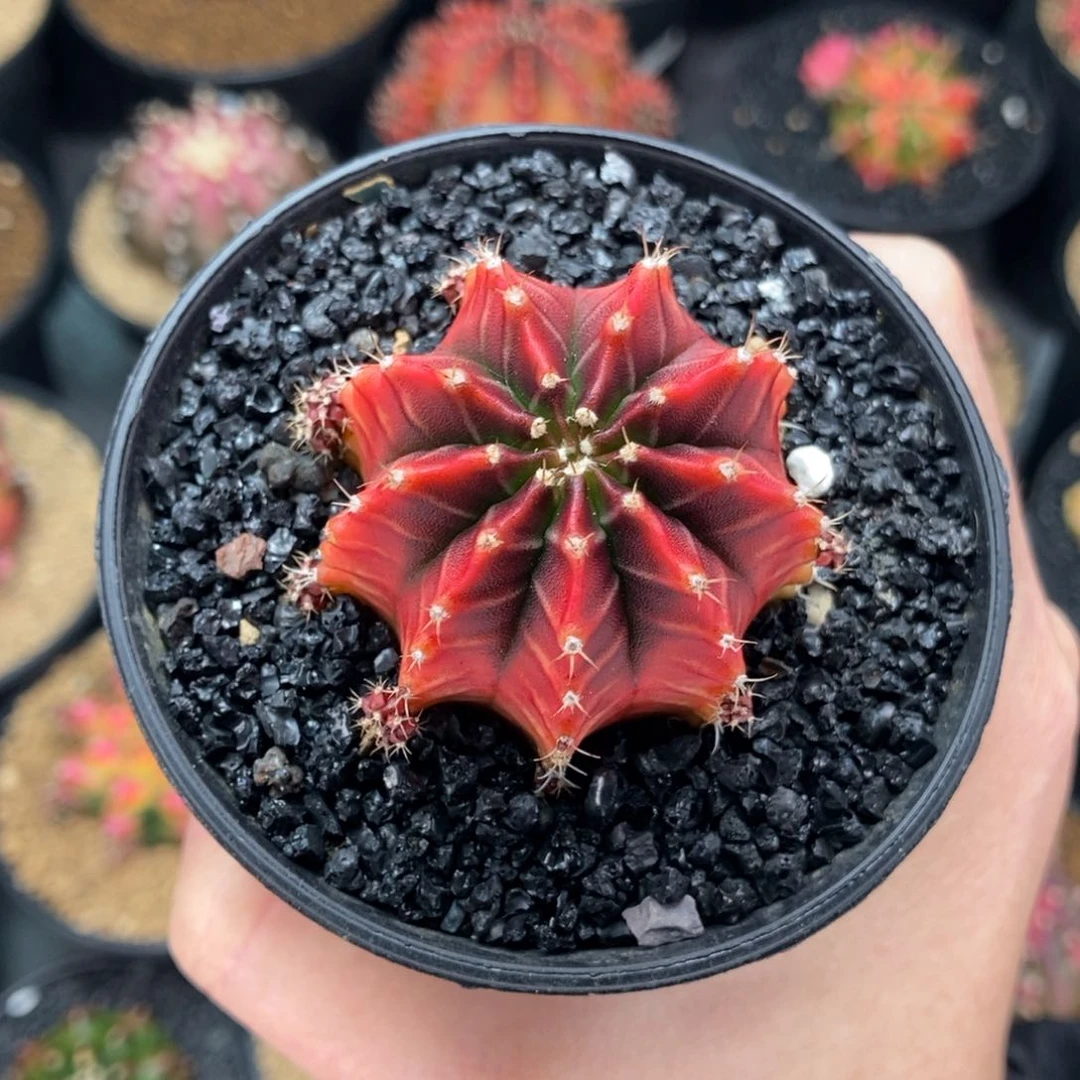 猫*专拍的 米哈仙人球