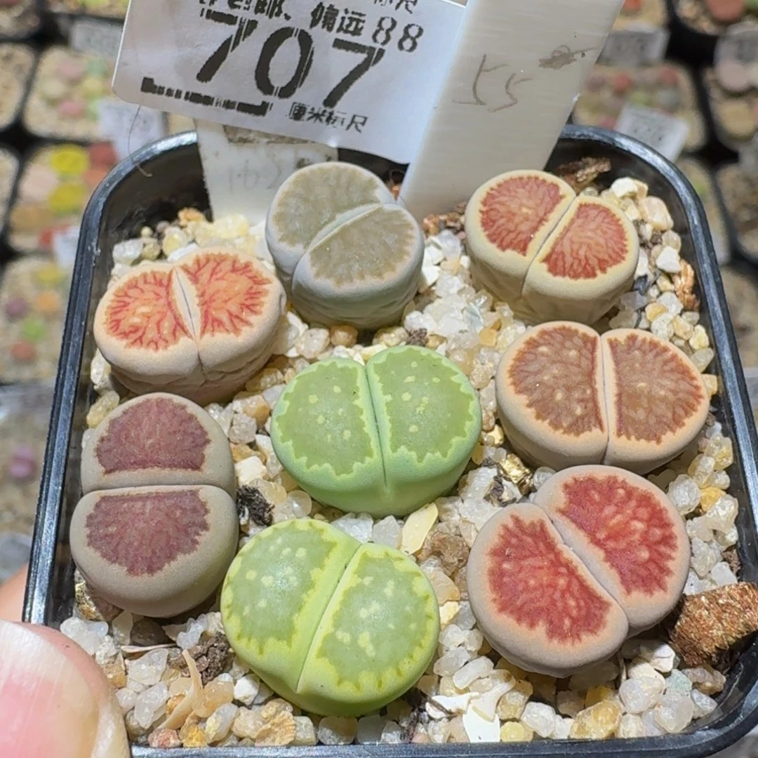 Ssss精品生石花707