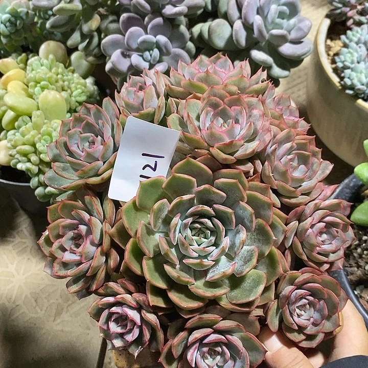 小七夕多肉爱格利亚121