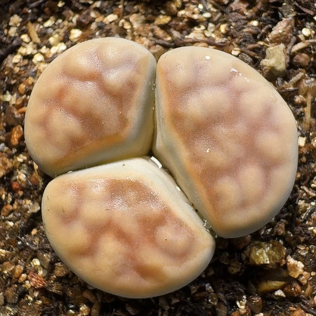 生石花111111。    93