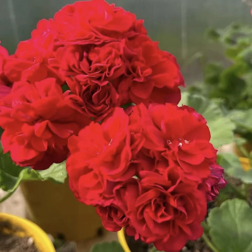 【红色莫斯科】一颗包邮；拍三发四