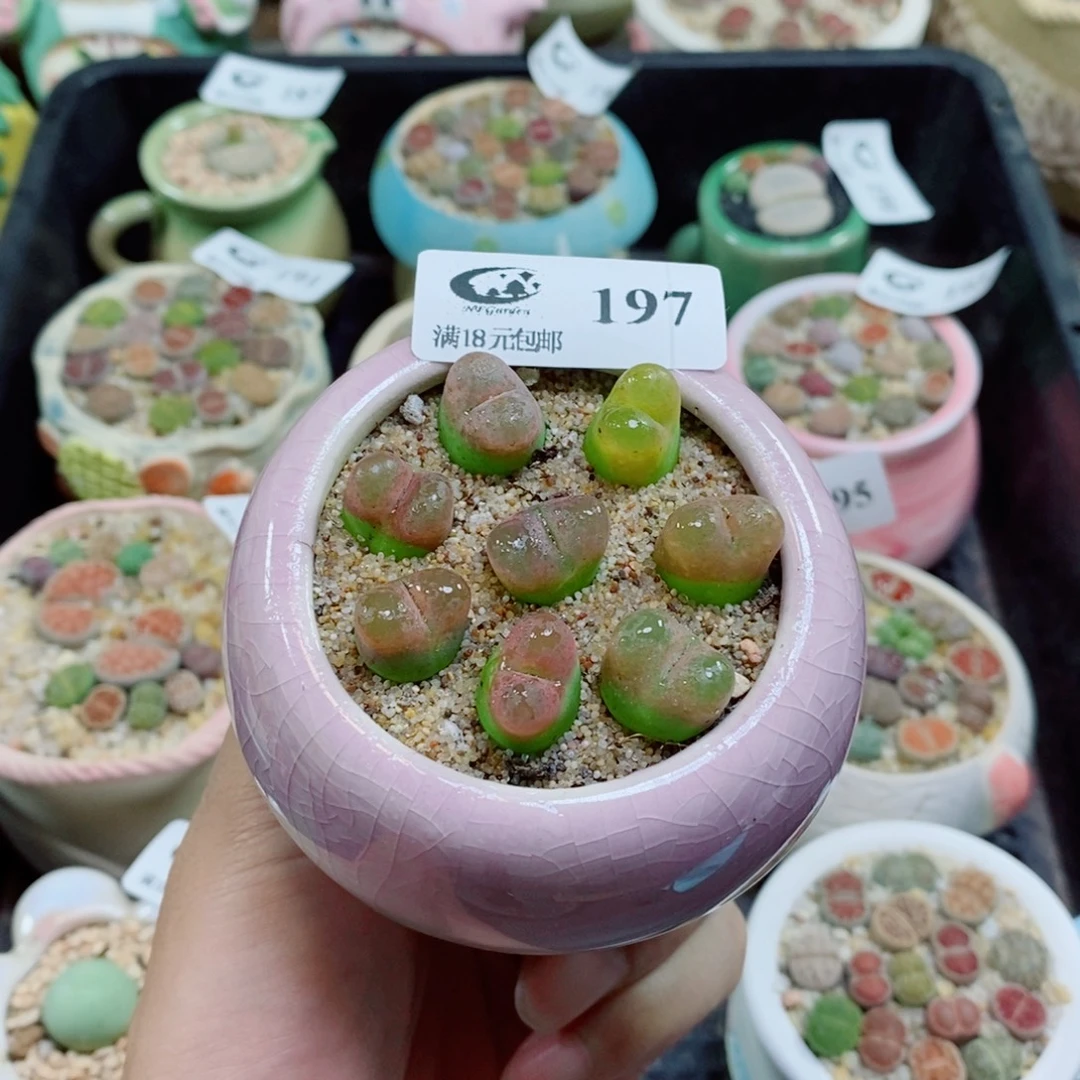 生石花花花花花花花197