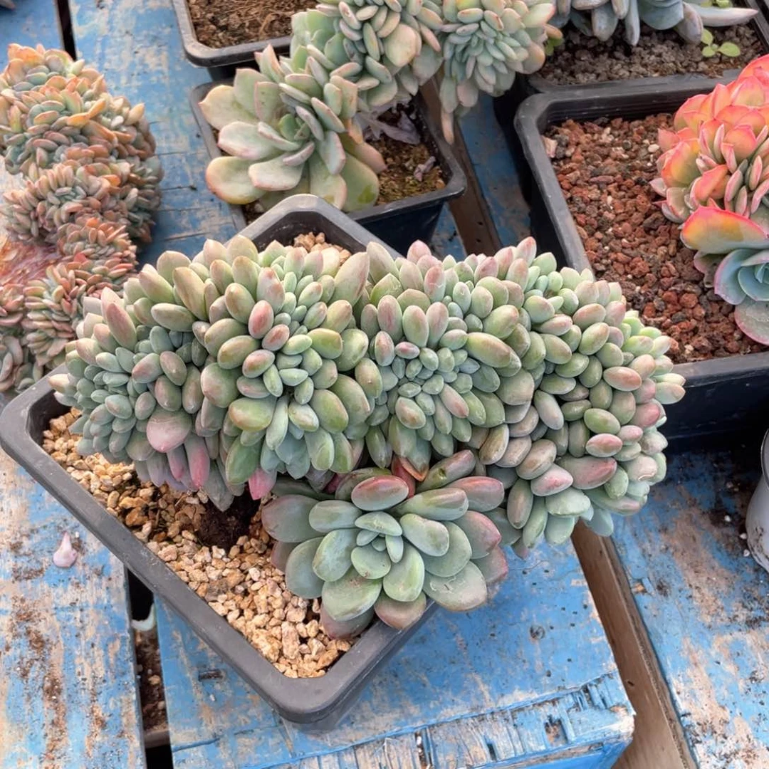 【闪购商品】完全开放白露缀