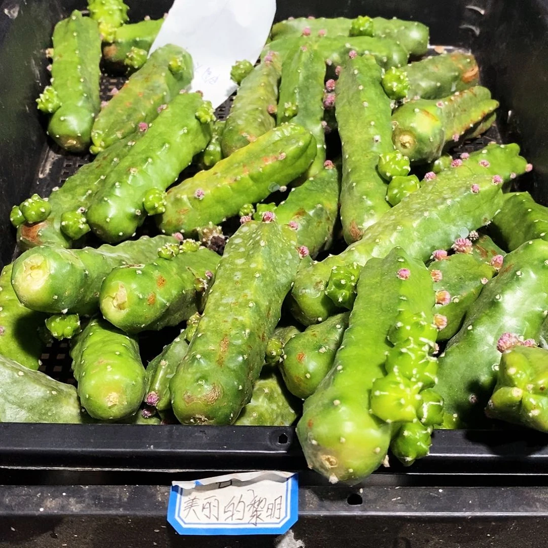 水仙情郎陶太郎/侧芽歪20包邮/4根