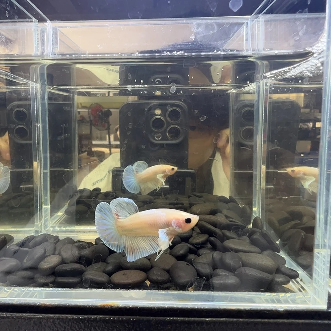 斗鱼阿浩泰斗14日118