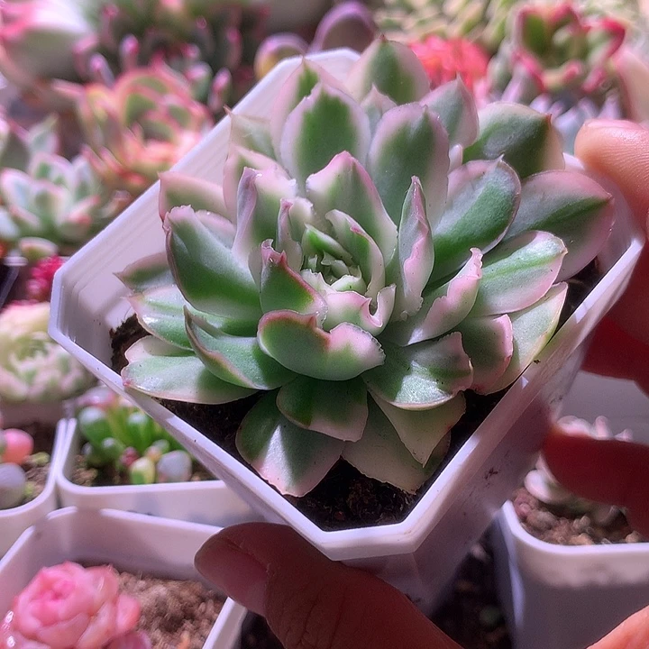 紫蝴蝶小花脸有根