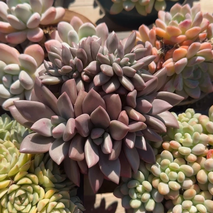 苏***梦桃花源老桩多肉五十包邮