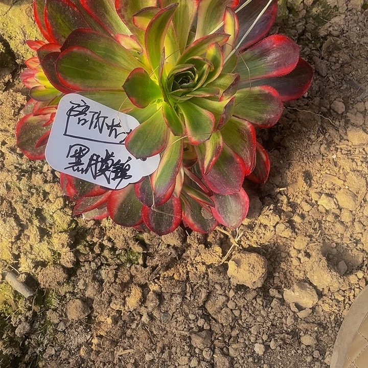 陪**大多肉法师黑魔錦寄养度夏