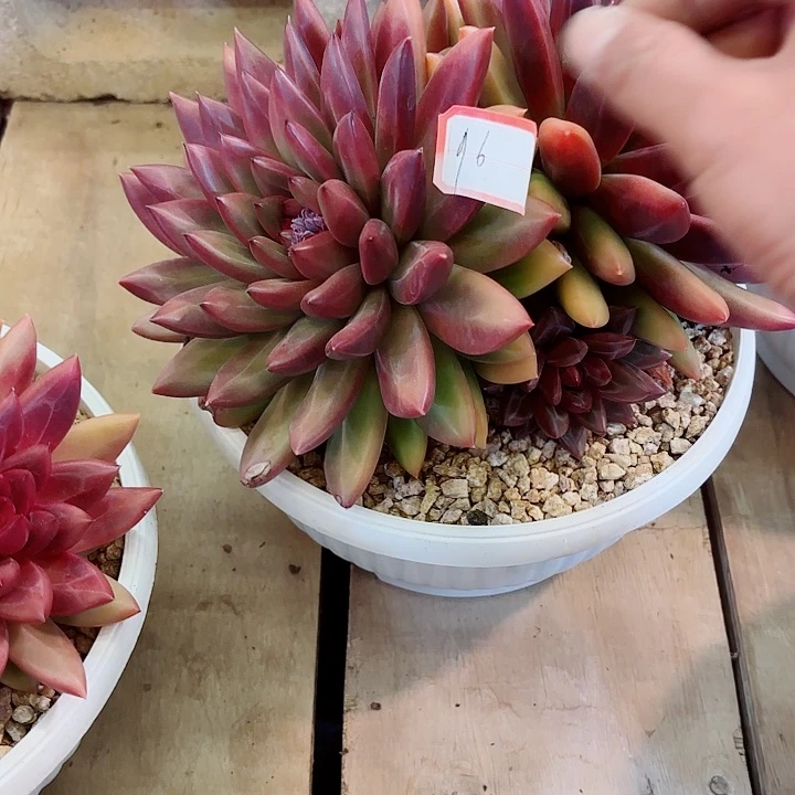 天***Z迷雾泡泡精品多肉一物一拍96号