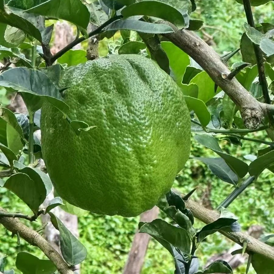 云南香橼果绿果可作居家摆件还能食用闻香清新空气