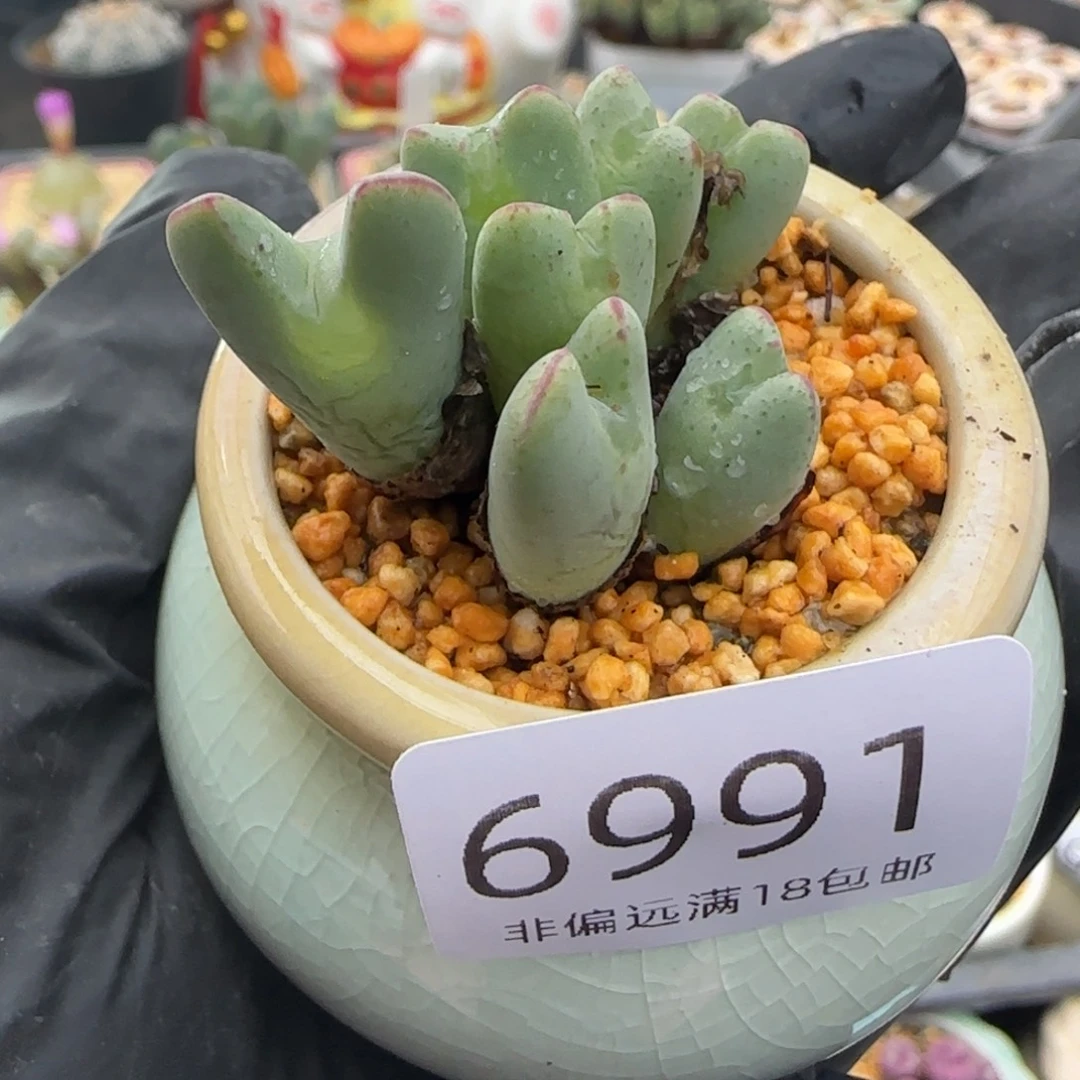 6991--一物一拍 带盆