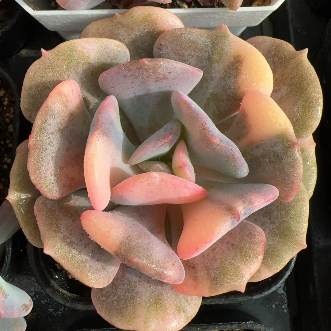大雪精灵花脸锦单头(4-6cm)脱土金先生精品多肉