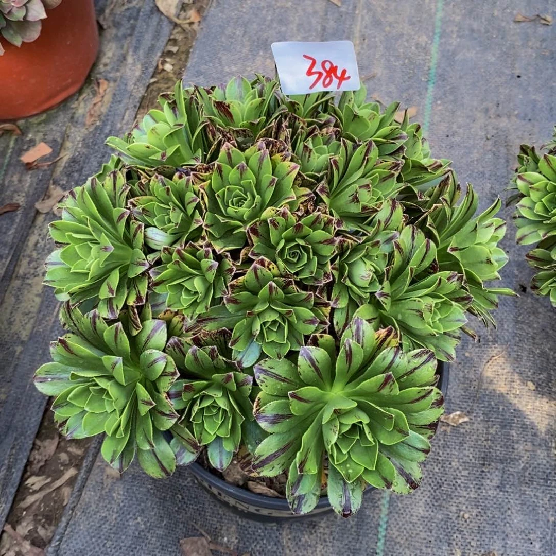 刘*6384号碧火法师多肉