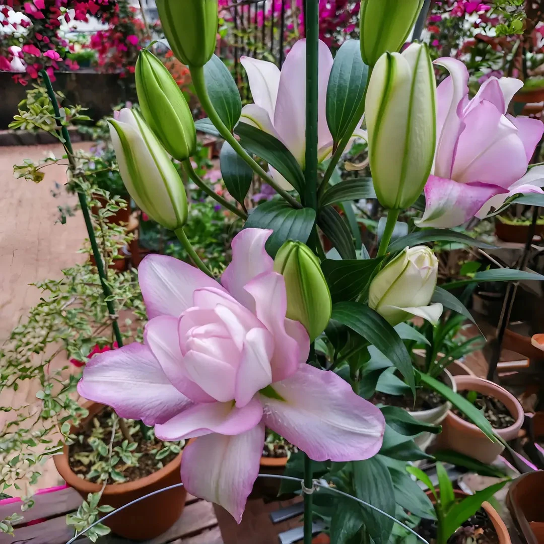 重瓣百合【冰美人】荷兰进口盆栽香水百合多头花苞种球四季花卉浓香