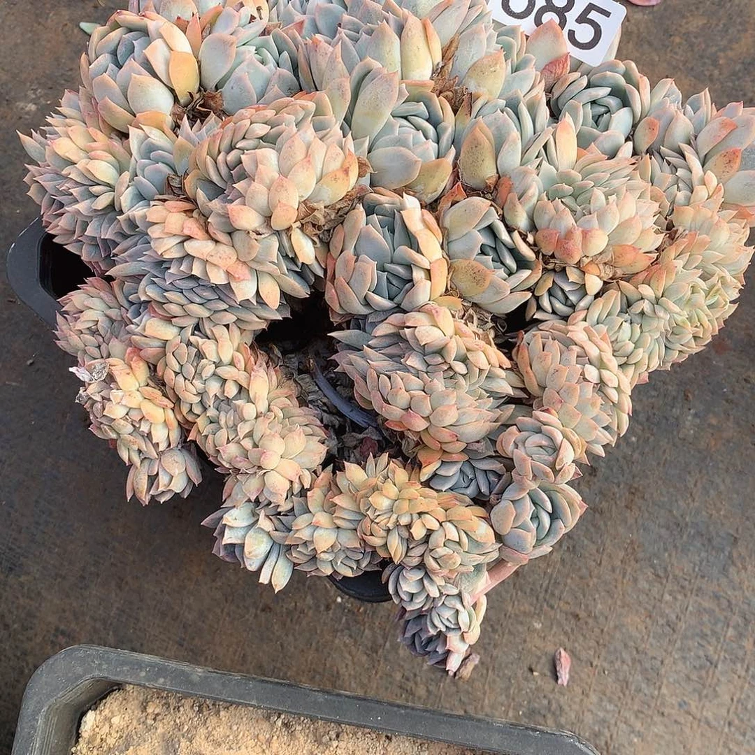 686 一物一拍多肉