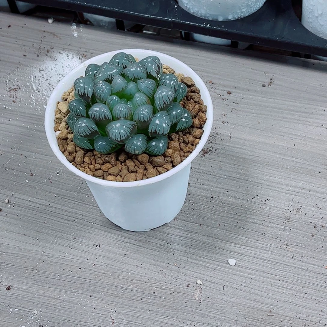 潘氏冰灯一勿一拍