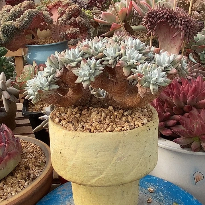 多肉植物肉肉植物