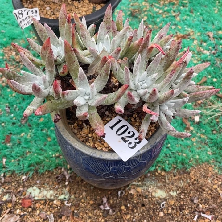 23号海瑟拇指多肉植物