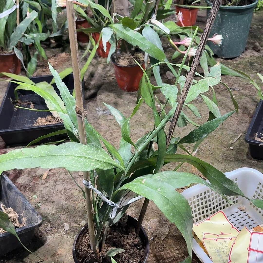 《***》昙花哈哈哈哈哈哈哈哈哈