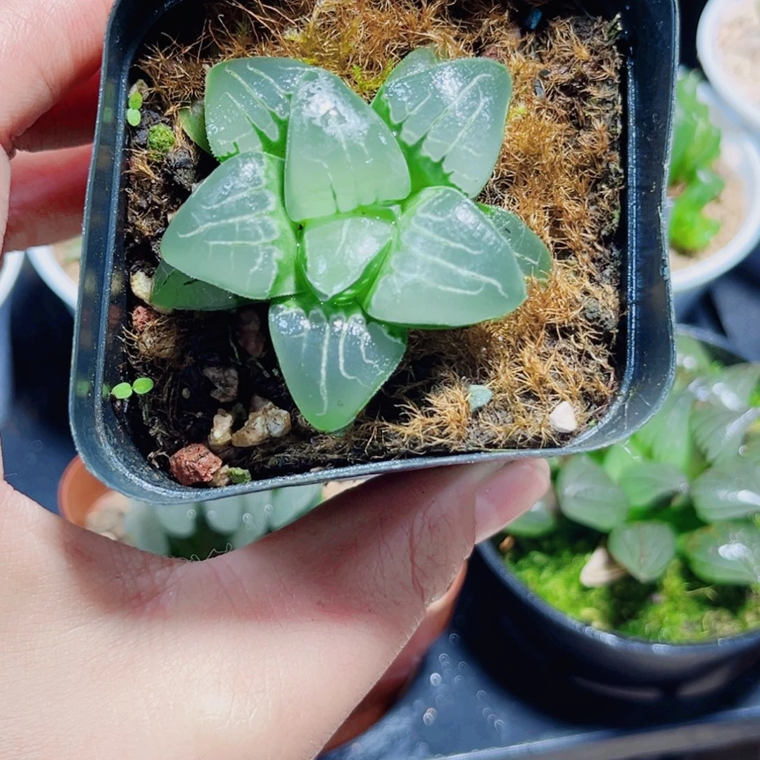 粉色甜心多肉植物66666