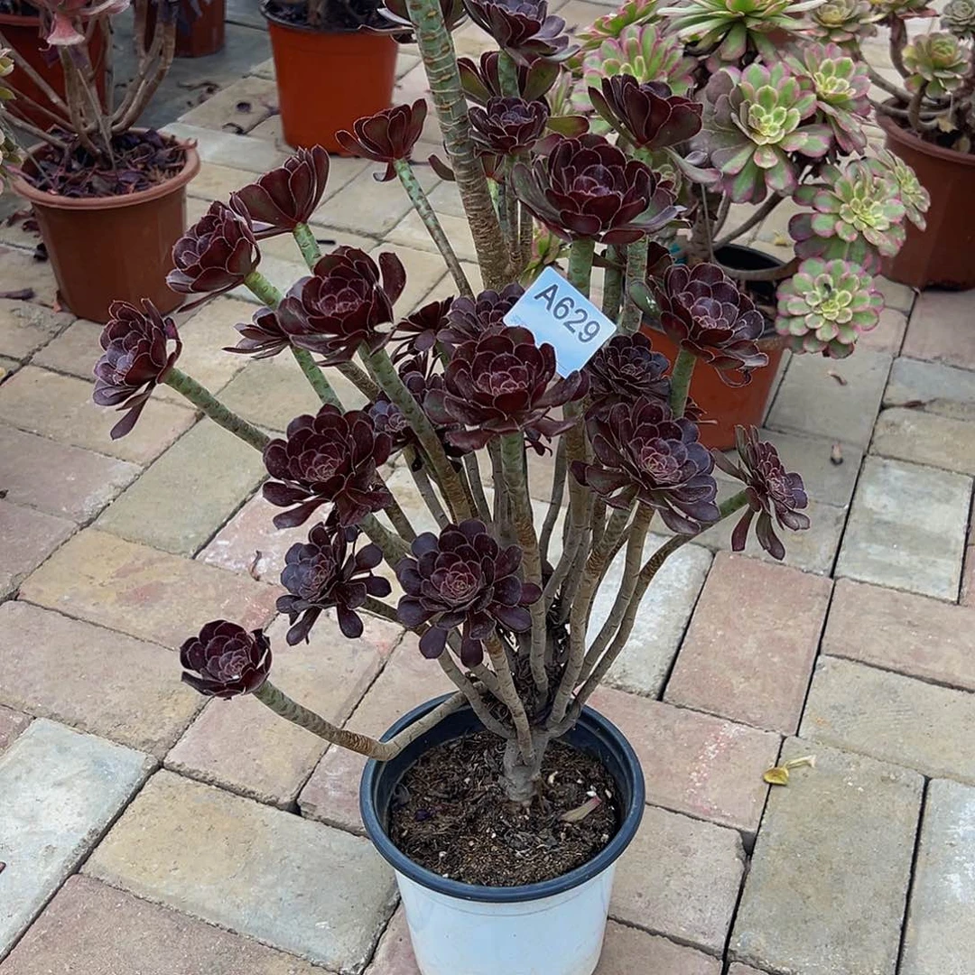 无花朵蕾*629黑法师，多肉植物