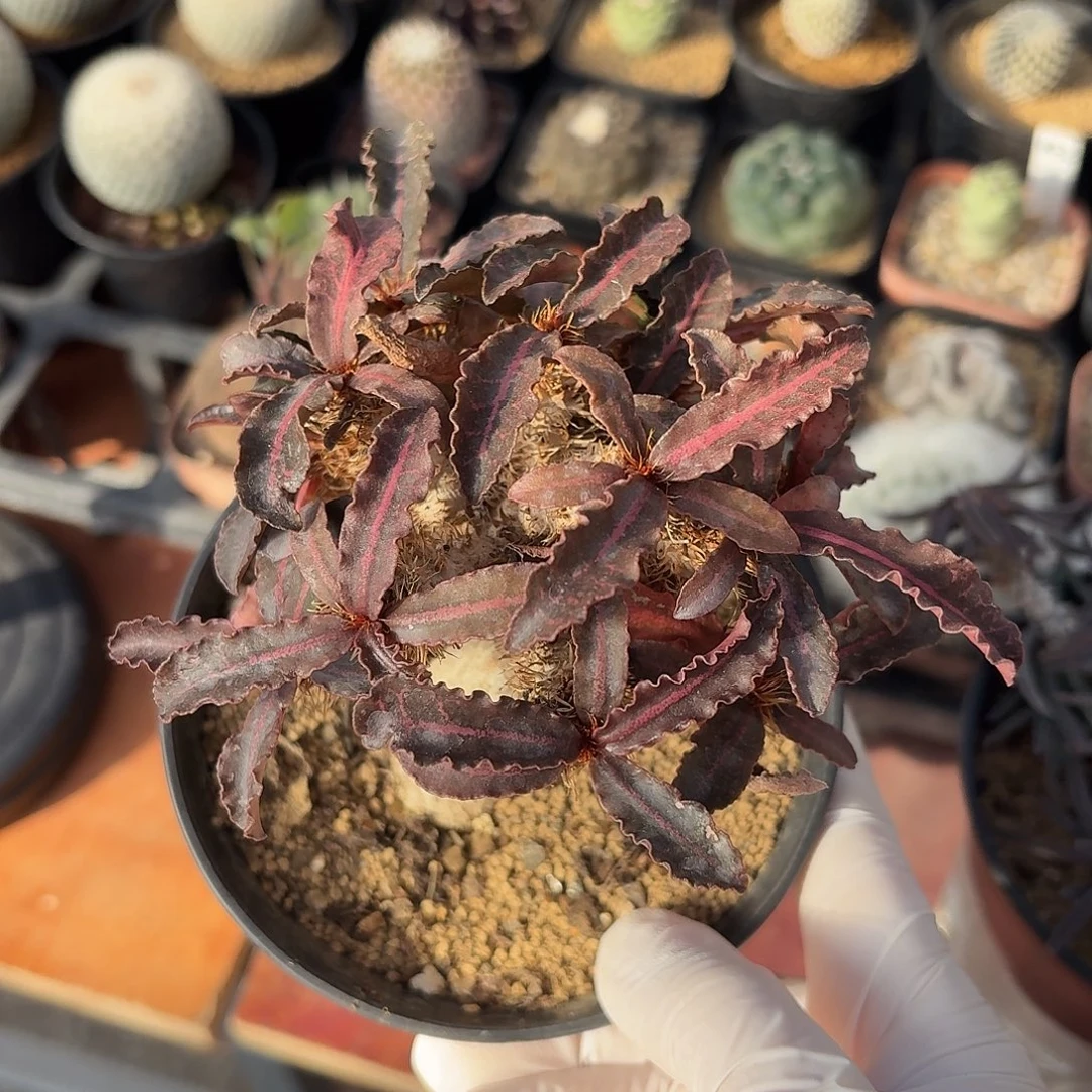 淡***色彩叶麒麟仙人球23