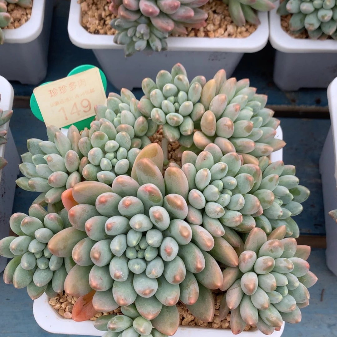 七彩奶糖无砍平头149