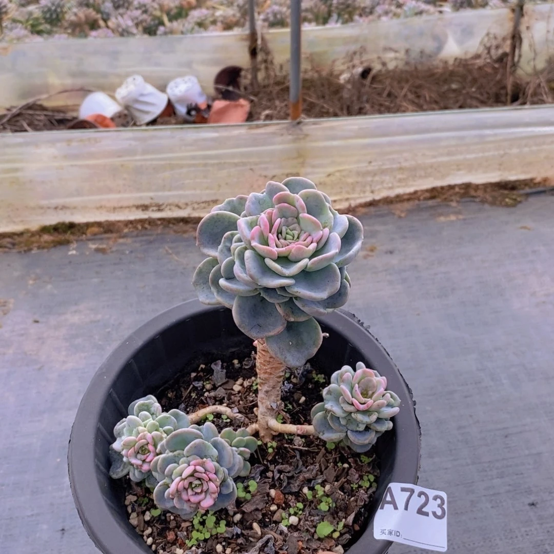 723美尻老桩一物一拍