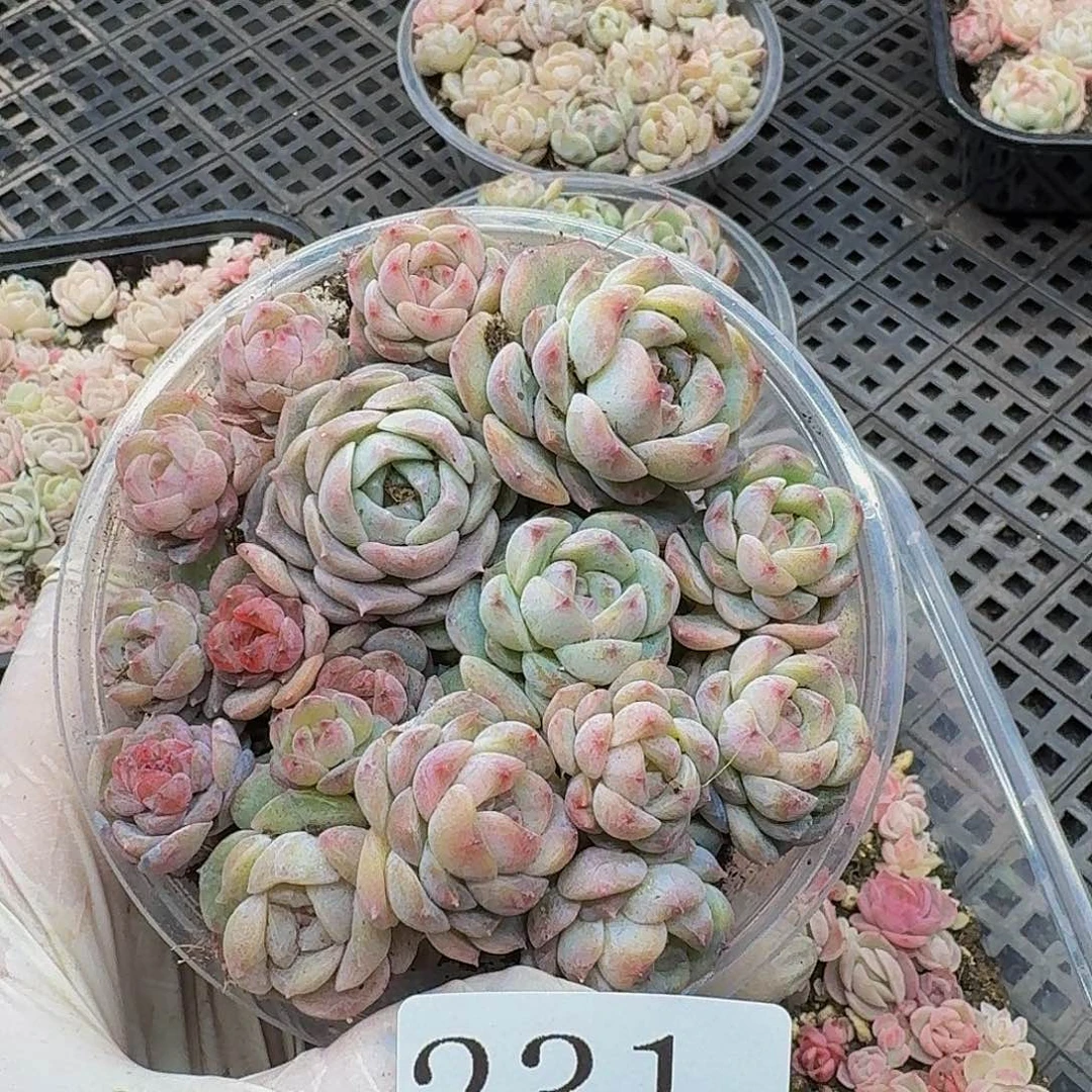 多肉植物多肉植物231