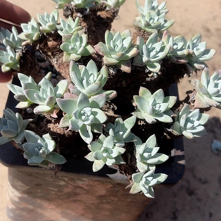 虫*哥仙女杯多肉植物