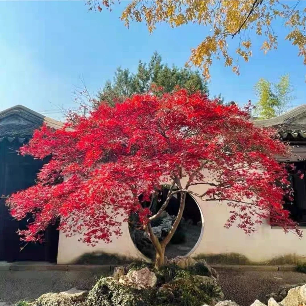 外山羽毛枫猩猩之垂红舞姬中国红庭院造景枫