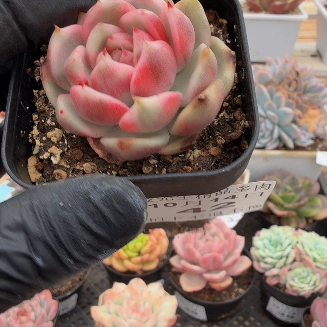 1014-42黑玫瑰锦单头