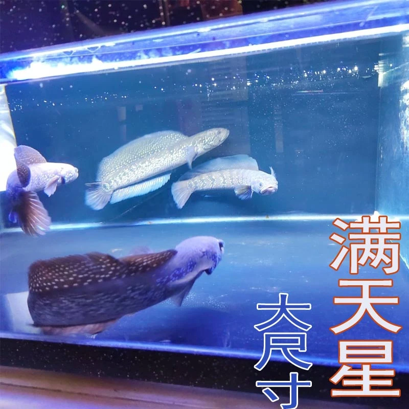 七星鱼雷龙鱼广温猛鱼大帆广温好养无需打氧鱼缸鱼塘养殖观赏鱼