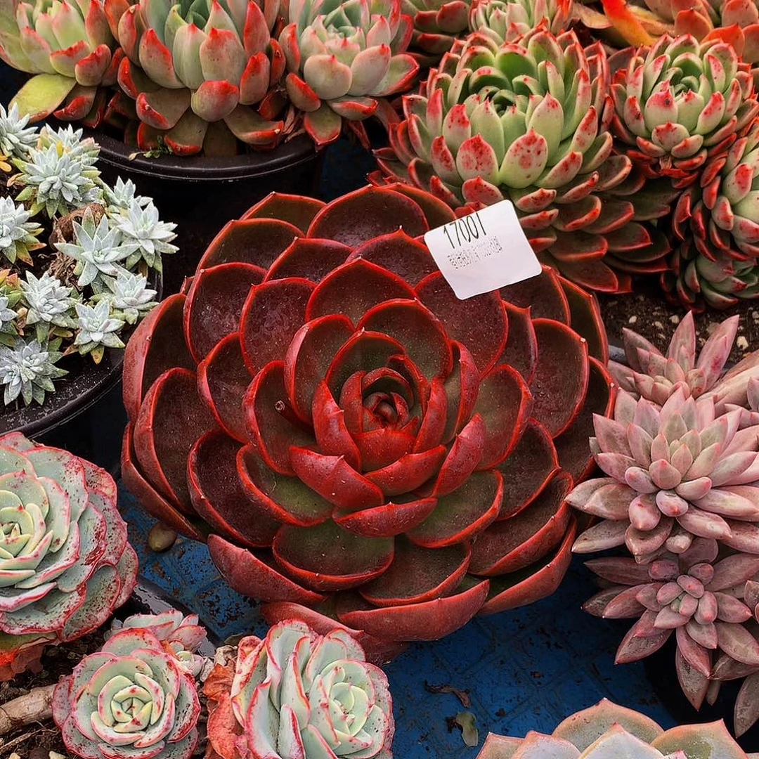 用***7红灯17001多肉多肉