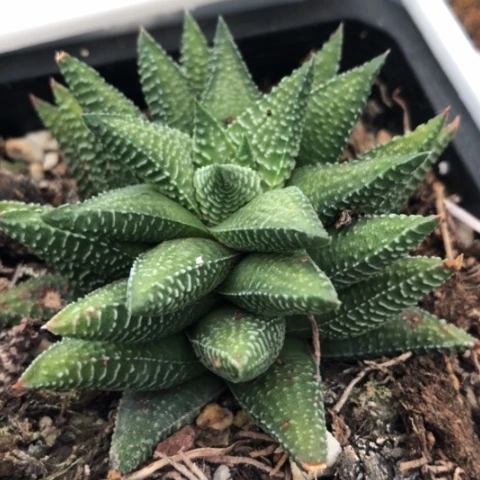 原始硬叶小型硬叶