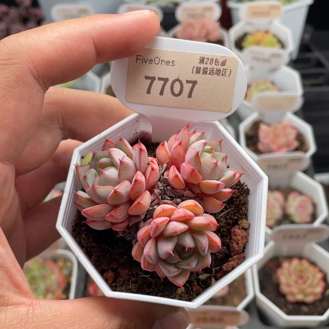 玫瑰夫人7707-6厘米