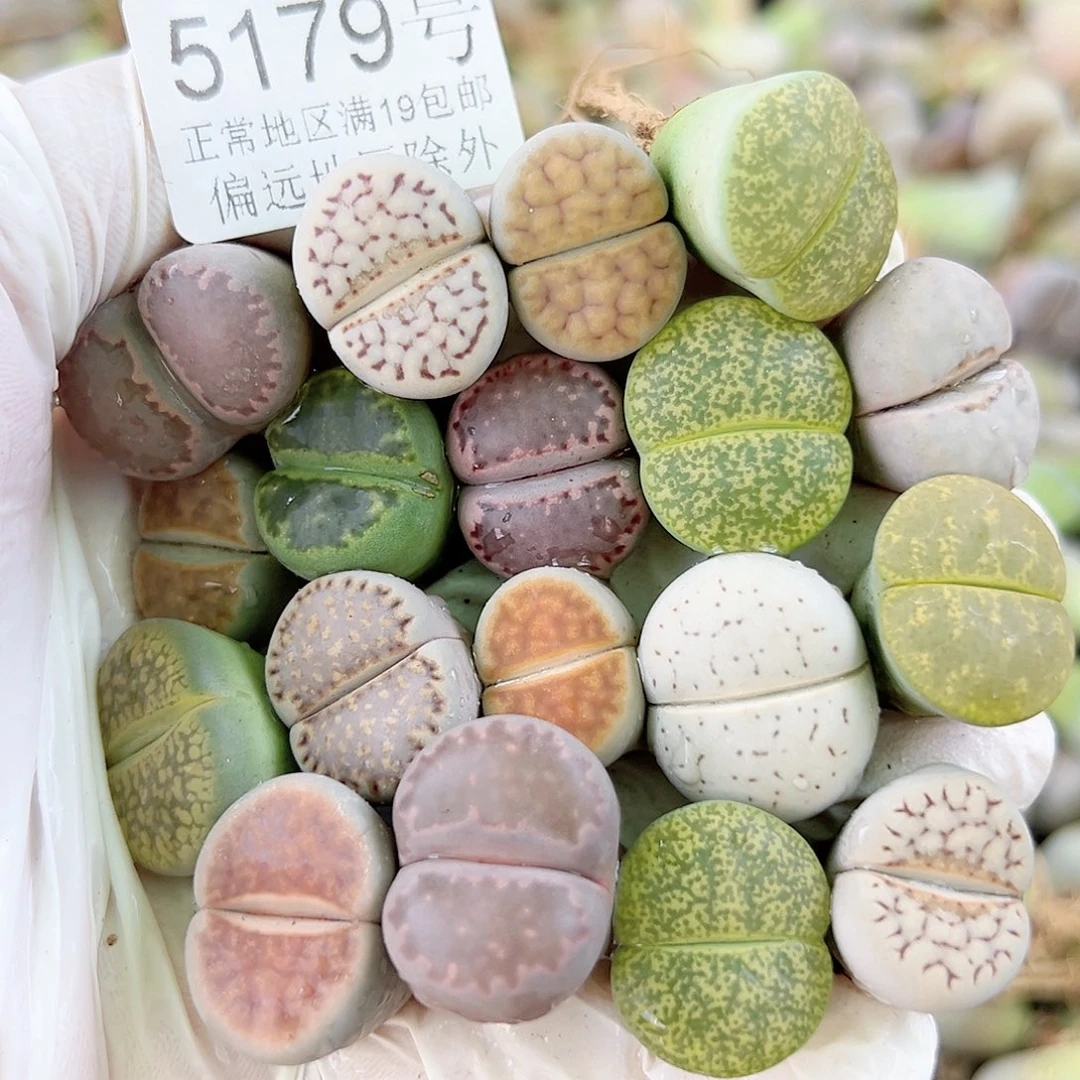 5179 好养易活生石花大母本18个