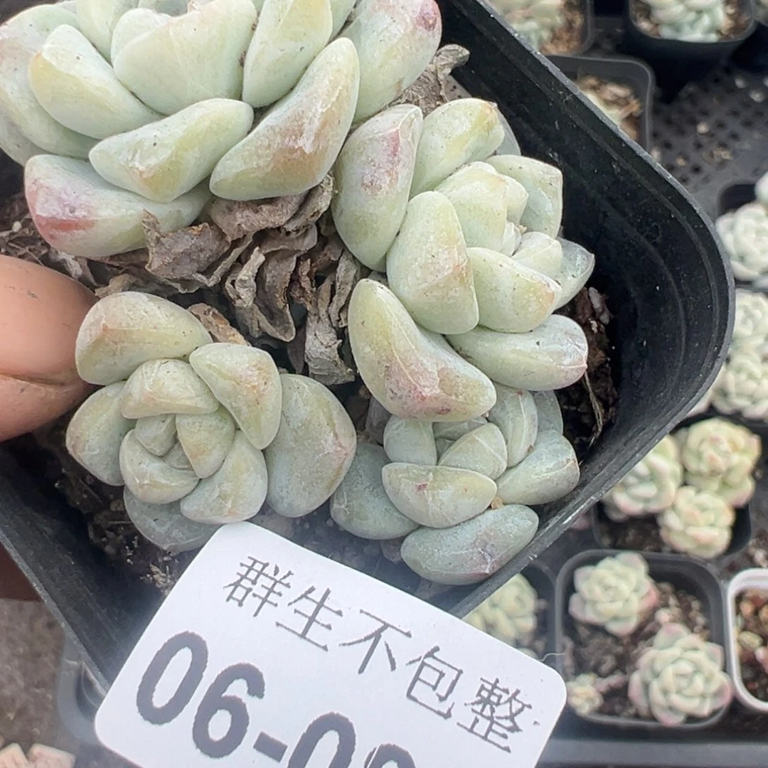 ?*Y小卡拉米糖心一物一拍6-87