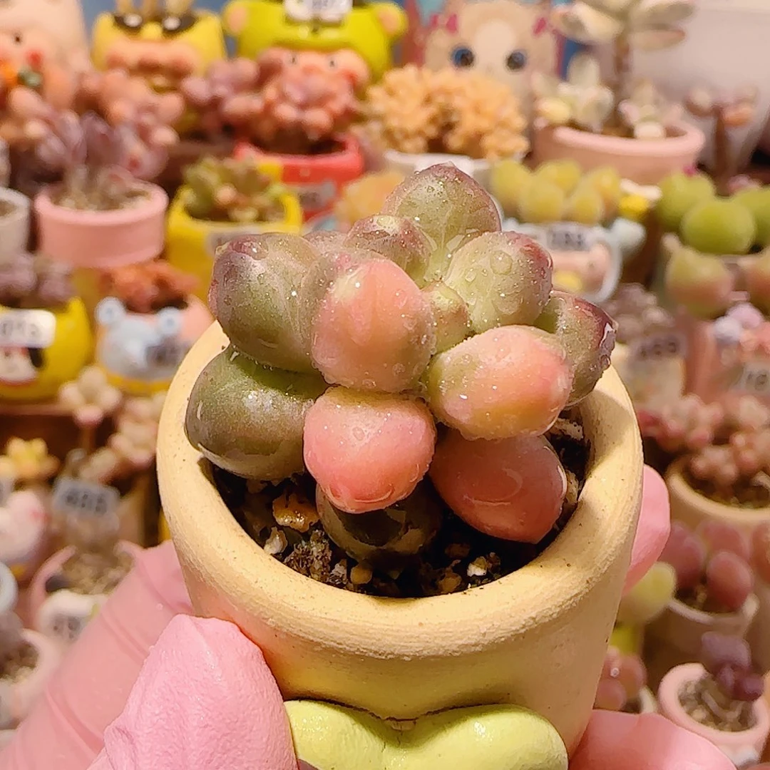 T天空美人锦盆口3.5cm