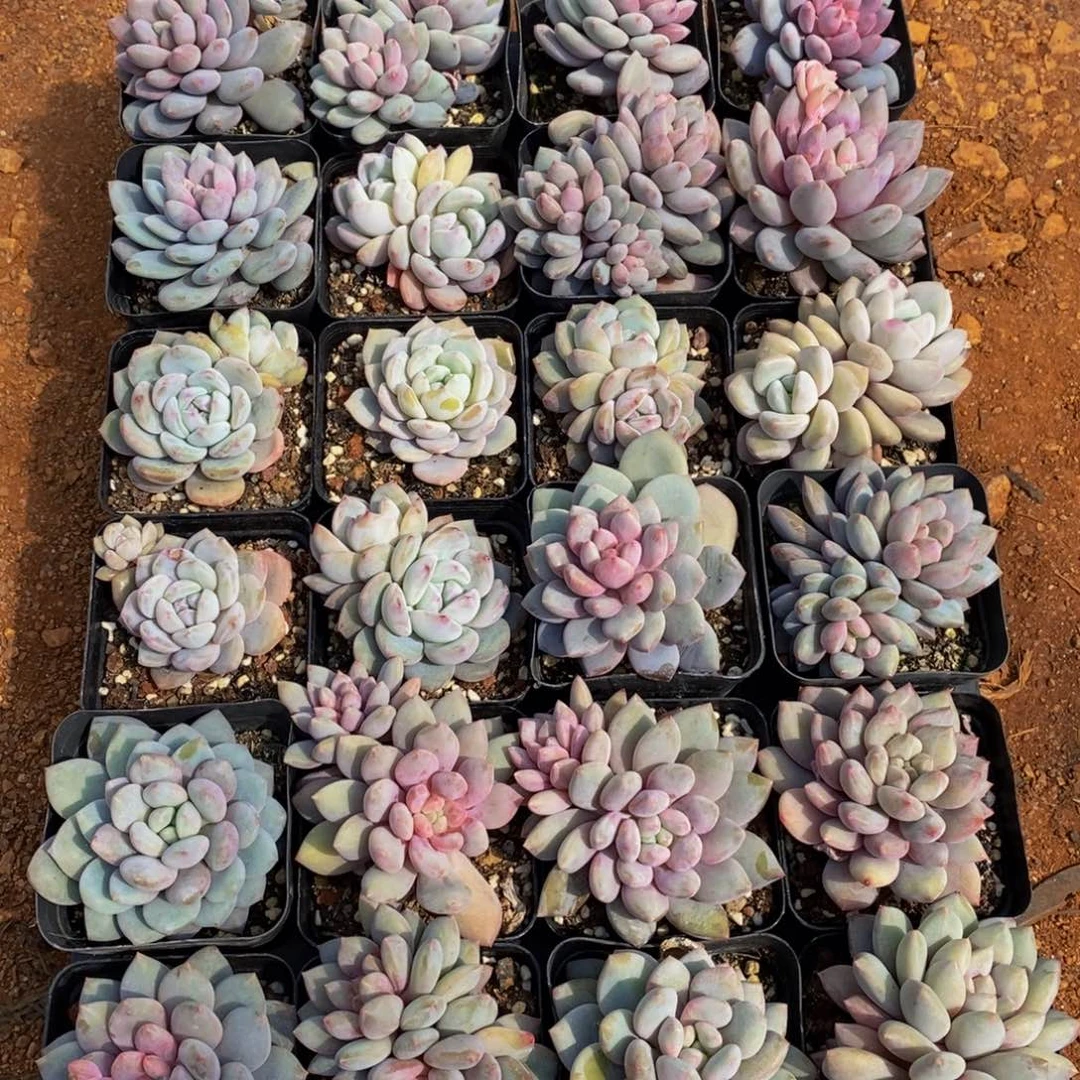 带****来439带盆土的点点滴滴