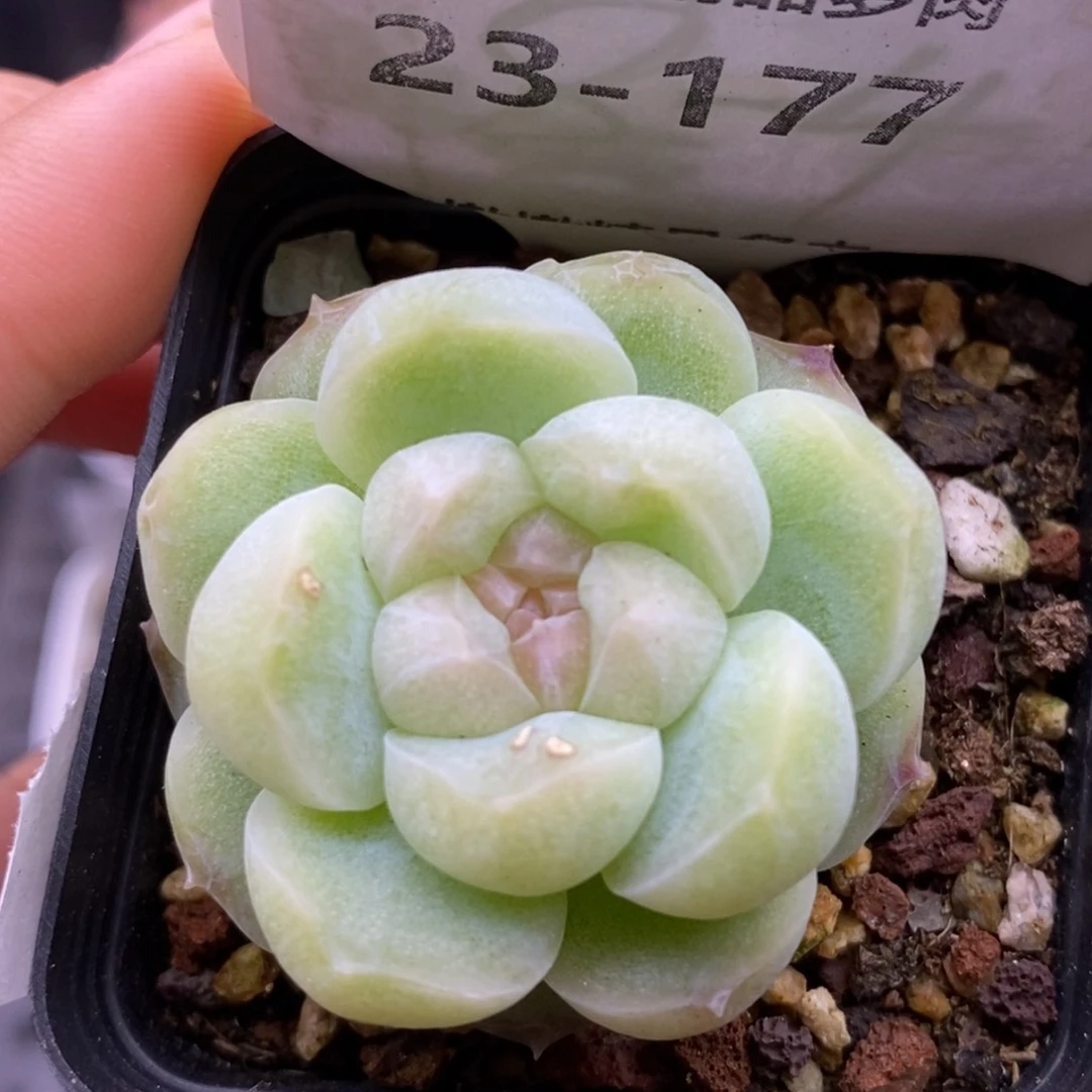 【闪购商品】23-177蜡像