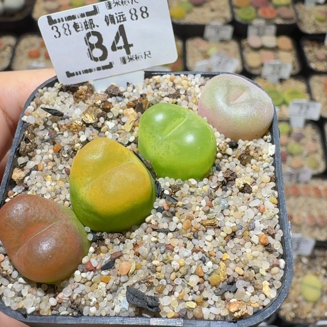 Sssss精品生石花84