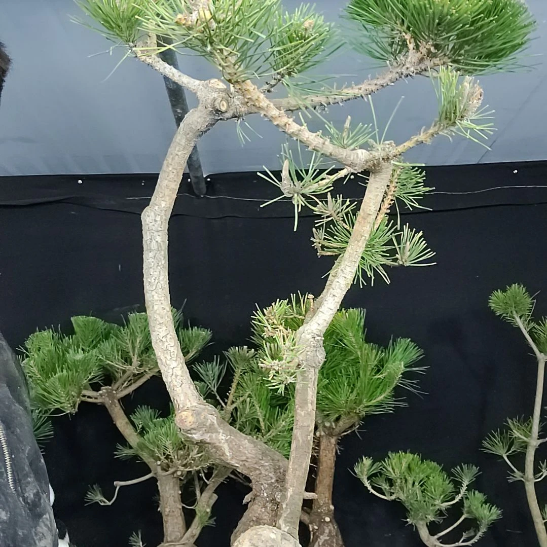 。。。。。。。。。。。。。。。。。