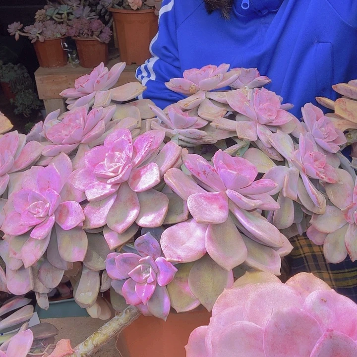 超大紫乐多肉植物一物一拍